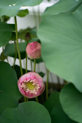 pink lotus flower © chokchai