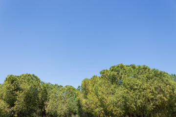trees in the forest, nature background, amazing forest and garden landscape