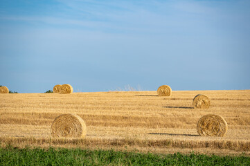 Straw bales on harvested field with blue sky