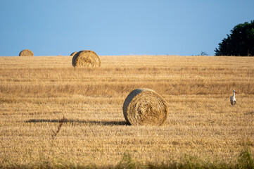 A stork ( Ciconiidae ) stands on a harvested field