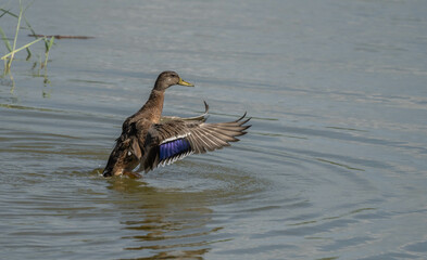 mallard duck flapping in the lagoon