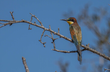 European Bee-eater on the branch