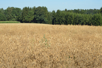 Erntereife  Ackererbsen,  Futtererbsen,   Pisum sativum,  Feld,  Feldlandschaft