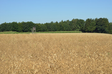 Erntereife  Ackererbsen,  Futtererbsen,   Pisum sativum,  Feld,  Feldlandschaft
