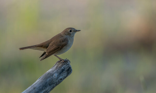 Common Nightingale on a branch	