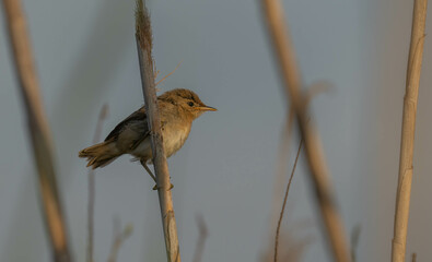 zitting cisticola on the branch	
