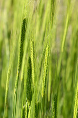 Einkorn, Triticum monococcum,  Getreide
