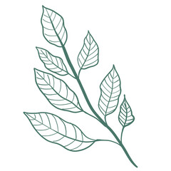 leaf icon