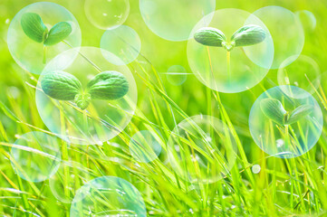 エコイメージー新芽とシャボン玉と草原背景