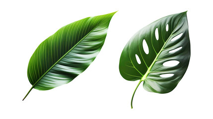 Green tropical leaves on transparent background. Generative ai design concept.