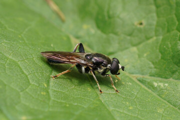 Closeup on a large wood hoverfly, Xylota ignava sitting on a green leaf