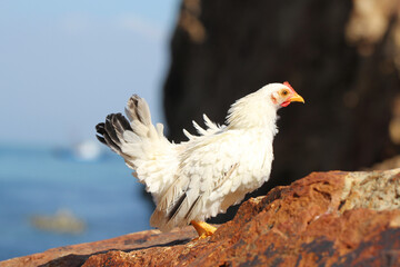 white hen on blue sea background on the rock