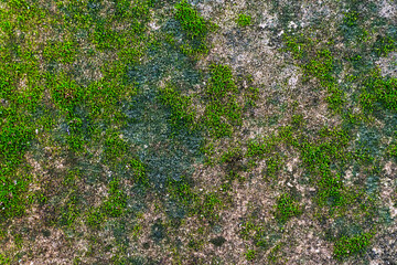 Cement wall with green moss