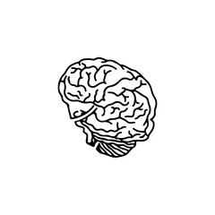 brain anatomy concept vector illustration