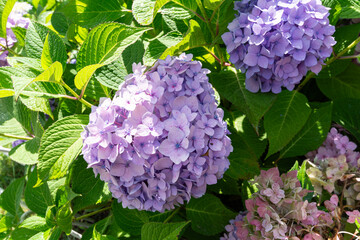 Garden hydrangea, beautiful colorful blooming shrub.