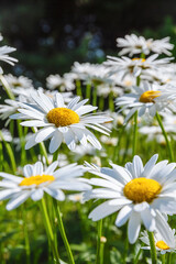 Daisy flowers in a field - 636179658