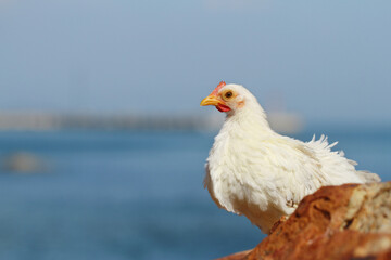 white hen on blue sea background on the rock