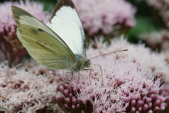 Closeup on the large white butterfly, Pieris brassicae sitting on a pink Hemp agrymony flower