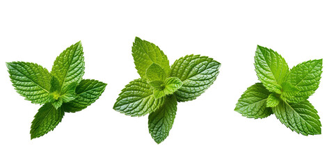 Set Mint leaf. Fresh mint on transparent background. Mint leaves isolated png Generative AI - obrazy, fototapety, plakaty
