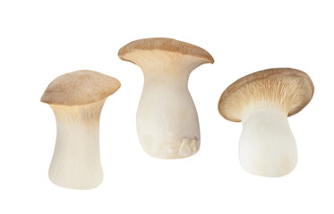 Isolated three king brown mushroom