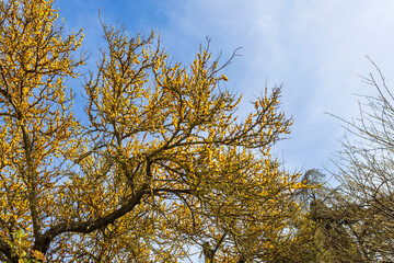 Acacia derwentii with yellow flowers on blue background, mimosa tree, Acacia dealbata