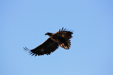 eagle