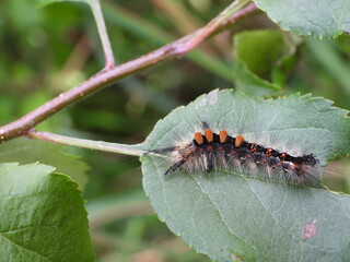 Caterpillar of the rusty tussock moth or vapourer (Orgyia antiqua) on an apple tree leaf 
