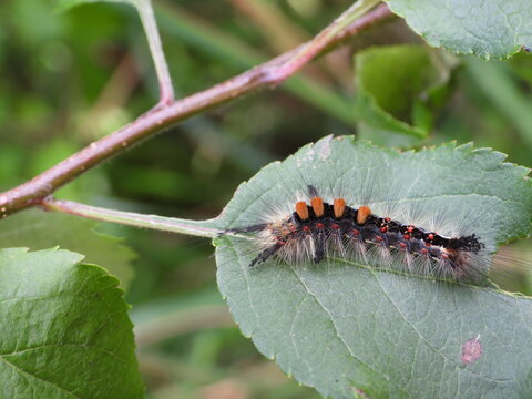 Caterpillar of the rusty tussock moth or vapourer (Orgyia antiqua) on an apple tree leaf 