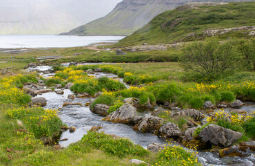 Stream and wildflowers in Icelandic lake area - 636186649
