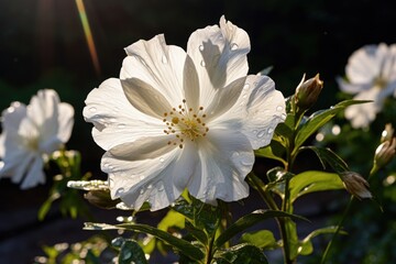Obraz premium Beautiful white hibiscus flower with raindrops in the garden, Beautiful white flower in the garden, AI Generated