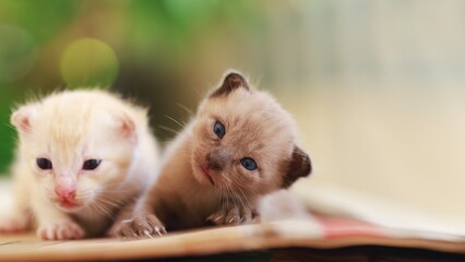 two kittens in a basket