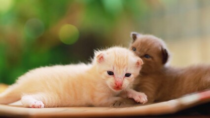 Two kitten playing together.