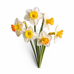 daffodil flowers isolated on white background with clipping path included