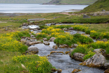 View towards sea from Dynjandi waterfall with stream and wildflowers - 636189631
