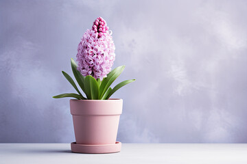 Hyacinth flowers in a clay pot, pastel background, copy space
