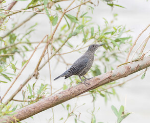 イソヒヨドリ　メス