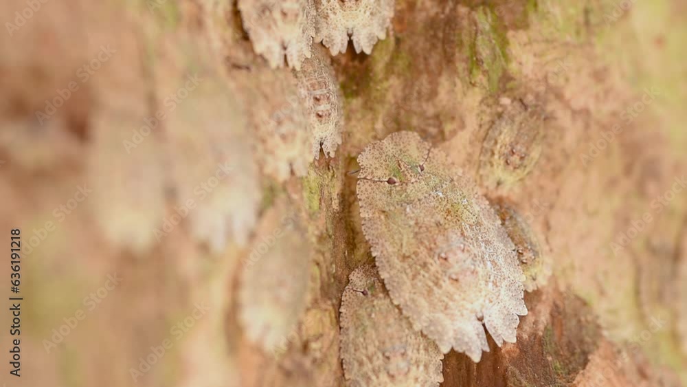 Poster Bugs of the genus 