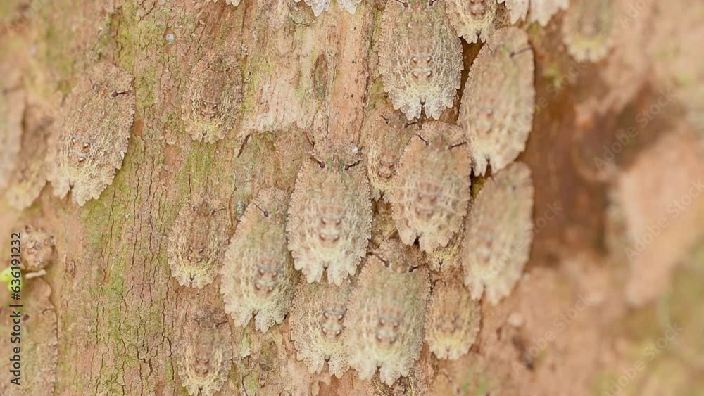 Poster Bugs of the genus 