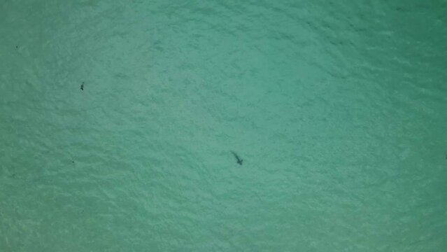 Bird's eye view rising high above leopard sharks swimming in shallow sandy ocean water