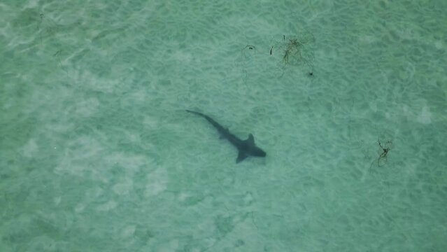 Leopard shark swims hunting through shallow sandy ocean waters in California