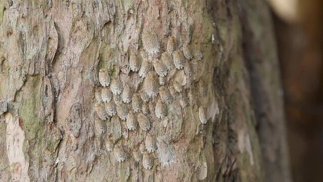 Insects of the genus "Phloea sp." that feed on sap and are camouflaged in the trunk of trees
