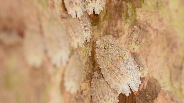Bugs of the genus "Phloea sp." feed on tree sap and are camouflaged in the trunk
