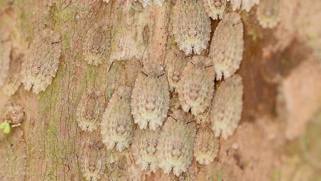 Bugs of the genus "Phloea sp." live camouflaged in the tree where they feed on the sap