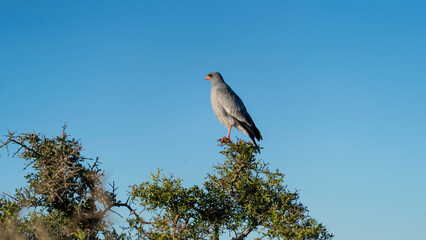 Pale Chanting Goshawk perched on a tree branch, Addo Elephant National Park, South Africa