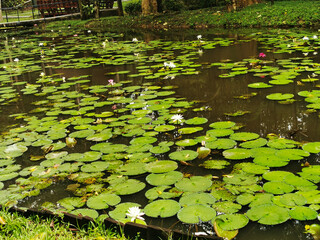 Image of a pond full of water lilies. 