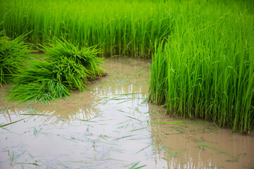 Green rice seedlings in the paddy fields for preparation to be planted separately in the plot to be planted.