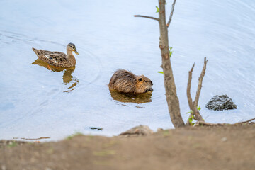 nutria and wild duck swimming in the river