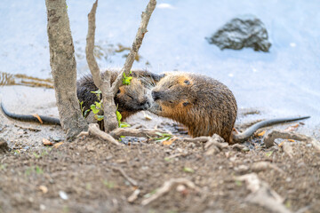 Nutria in the river in the wild