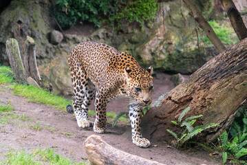 Fototapeta na wymiar Leopard Walking