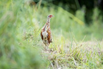 uvenile male common pheasant (Phasianus colchicus) with incomplete plumage striding alongside the edge of a field